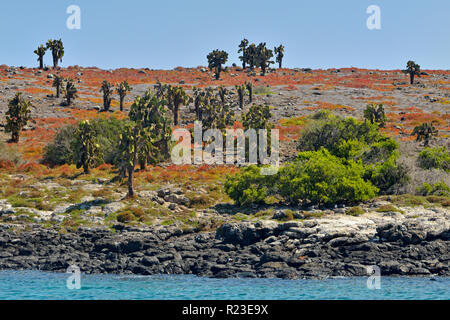 Baum Kakteen und portulak auf South Plaza Island, Galapagos Islands National Park, South Plaza Insel, Ecuador Stockfoto