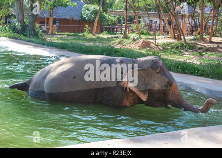 Elefant in der Badewanne in gleißendes Sonnenlicht Stockfoto