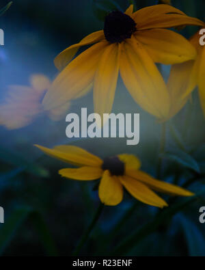 Isolierte Blume mit den leeren Raum für Text in Sonnenuntergang Farben auf warmen Sommernacht Stockfoto