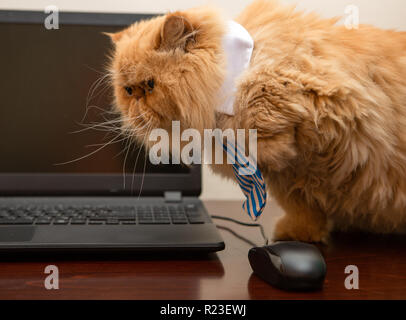 Foto von exotischen Cat in gestreiften Krawatte auf Laptop Hintergrund Stockfoto