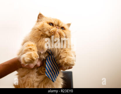 Foto von exotischen Cat in gestreiften Krawatte Stockfoto