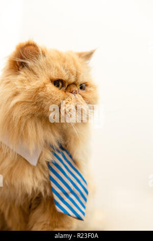 Foto von exotischen Katze mit gestreifter Krawatte auf leeren Hintergrund Stockfoto