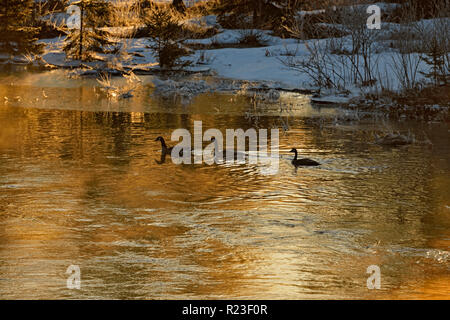 Wandernde Gänse schwimmen in Junction Creek in der Morgendämmerung, Greater Sudbury, Ontario, Kanada Stockfoto