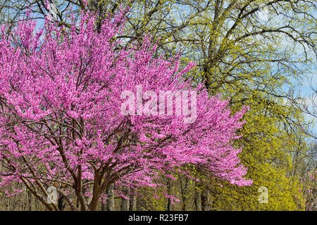 In der Blüte Redbud bei I 70 Rest Stop, in der Nähe der Keptown, Illinois, USA Stockfoto