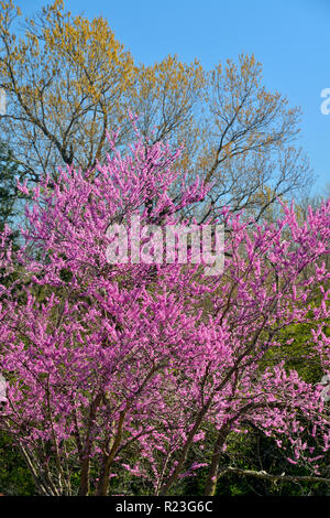 In der Blüte, Hartville, Missouri Redbud, USA Stockfoto