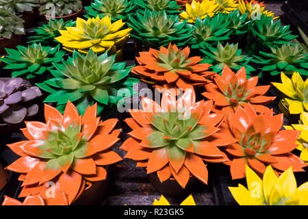 Sukkulenten Echeveria Miranda Crassulaceae lackiert in verschiedenen Farben mit Farbstoff Stockfoto