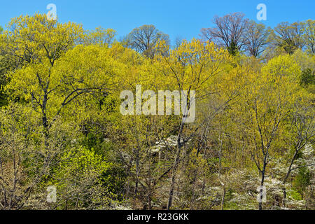 Frühling Laub, blätterten in Laubbäumen, Ava, Missouri, USA Stockfoto