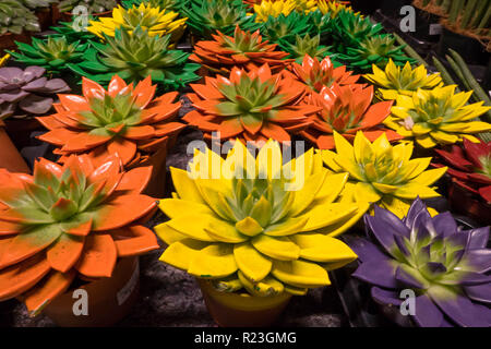 Sukkulenten Echeveria Miranda Crassulaceae lackiert in verschiedenen Farben mit Farbstoff Stockfoto