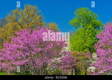 Redbud und Hartriegel in voller Blüte, Ava, Missouri, USA Stockfoto