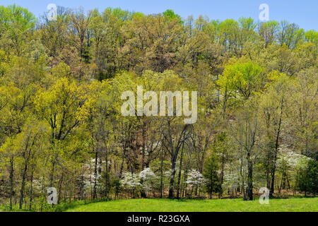 Frühling Laub, blätterten in Laubbäumen, blühende Hartriegel, Gassville, Arkansas, USA Stockfoto