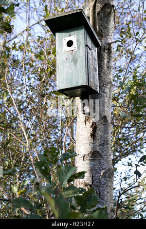 Nest auf einem Baum Stockfoto