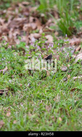 Pfeifenwinde Schwalbenschwanz Schmetterling auf einem violetten Wildflower in einem Hof Stockfoto