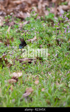 Pfeifenwinde Schwalbenschwanz Schmetterling auf einem violetten Wildflower in einem Hof Stockfoto