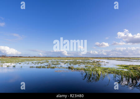 Holländische Polderlandschaft in der Provinz Friesland Stockfoto