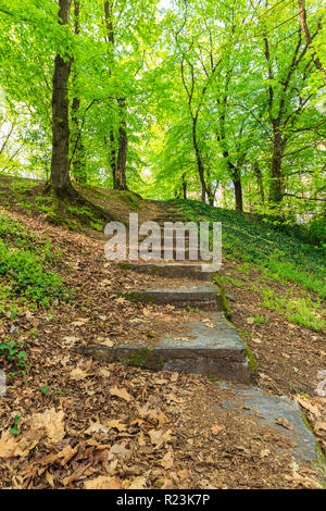 Treppe in den Park gehen nach oben mit trockenen Blättern bedeckt Stockfoto