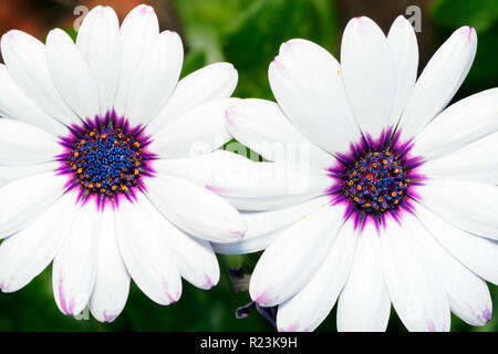 Osteospermum, African White Daisy Flower, auch als afrikanische Daisy oder Daisybush bekannt Stockfoto