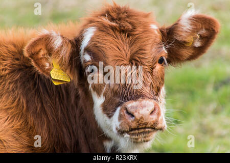 Highland Kalb. Ein junges Kalb bereit und willens topose für die Kamera Stockfoto