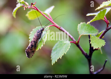 Bild eines caddis Fliegen (Polycentropodidae) auf einer Birke Blatt in der Wildnis von Glen Affric, Schottland Stockfoto