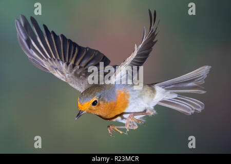 Rotkehlchen, fliegend, im Flug, Flugbild, Erithacus rubecula, Robin, Robin, Robin redbreast, Flug, Le Rouge-Gorge familier Stockfoto