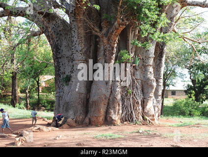 Iconic Tourismus am Straßenrand Veranstaltungsort auf Moshi in Tansania, eine alte Wahrzeichen von riesigen Baobab Baum über 400 Jahre alten Besucher fotografische Sicht. Stockfoto