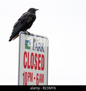 Einen einzigen amerikanischen Krähe auf einem Park anmelden Stanley Park, Vancouver, British Columbia, Kanada sitzen Stockfoto