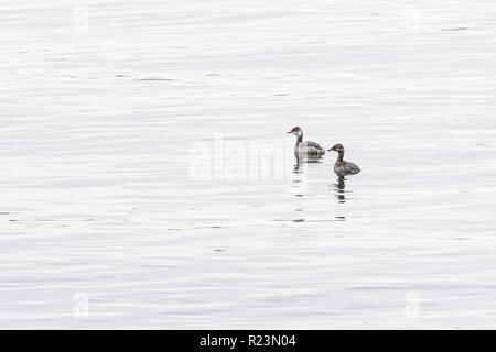 Ein paar der Gehörnten Haubentaucher (Slawonische Haubentaucher) in nicht-Zucht Gefieder Schwimmen im offenen Wasser im Stanley Park, Vancouver, British Columbia, Kanada Stockfoto