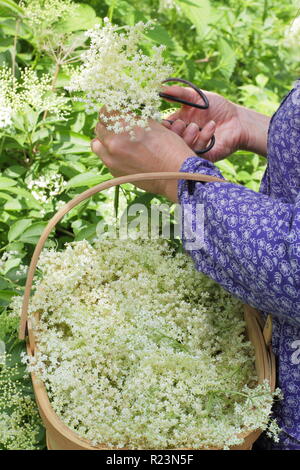 Sambucus nigra - gemeinsame Elder. Hecke elderflowers in einen Korb im Sommer gesammelt, Großbritannien Stockfoto