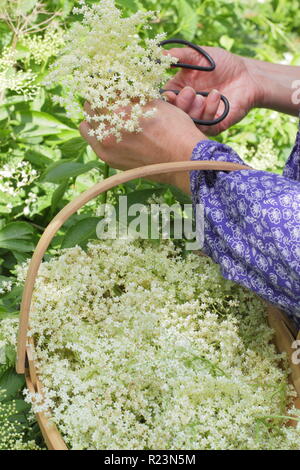 Sambucus nigra - gemeinsame Elder. Hecke elderflowers in einen Korb im Sommer gesammelt, Großbritannien Stockfoto