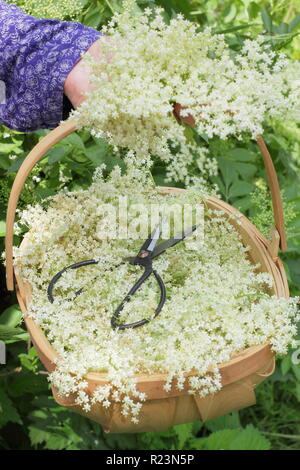 Sambucus nigra - gemeinsame Elder. Hecke elderflowers in einen Korb im Sommer gesammelt, Großbritannien Stockfoto