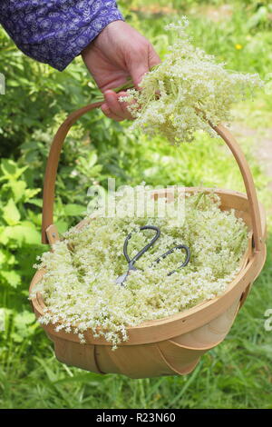 Sambucus nigra - gemeinsame Elder. Hecke elderflowers in einen Korb im Sommer gesammelt, Großbritannien Stockfoto