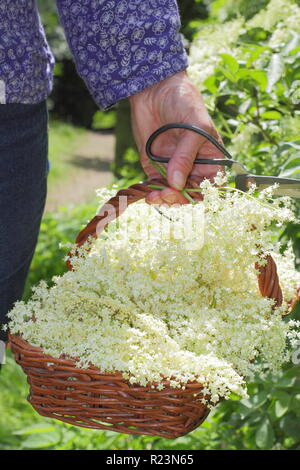 Sambucus nigra - gemeinsame Elder. Hecke elderflowers in einen Korb im Sommer gesammelt, Großbritannien Stockfoto