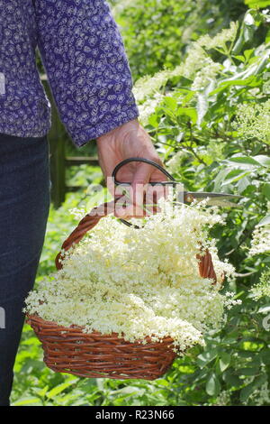 Sambucus nigra - gemeinsame Elder. Hecke elderflowers in einen Korb im Sommer gesammelt, Großbritannien Stockfoto