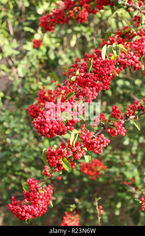 Herbst Beeren der holzbär ist aphyr Rouge', Großbritannien Stockfoto