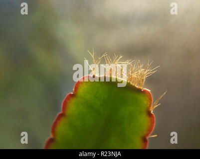 Die Blätter der Pflanze schlumbergera Makro, Moskau Stockfoto