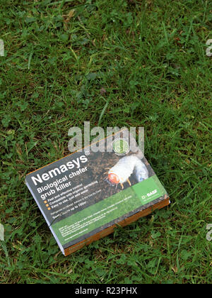 Nemasys Nematode biologische Kontrolle von Käfer Maden in Rasen, Großbritannien Stockfoto