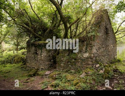 Mutter Natur nimmt sie zurück. Baum wächst aus Ruinen des Steinhauses in Irland Stockfoto