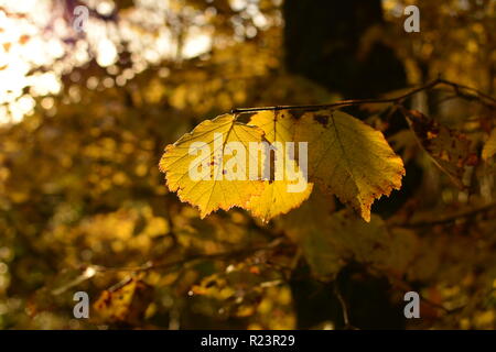 Herbst Hazel Blätter beleuchtet nach einer untergehenden Sonne Stockfoto