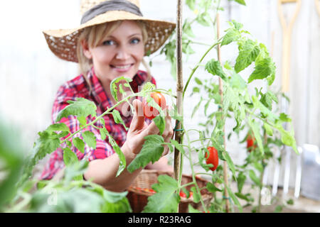 Lächelnde Frau im Gemüsegarten, von Hand gepflückt Kirschtomate Nahaufnahme Stockfoto