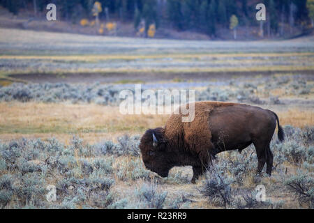 American Bull Bison im Yellowstone National Park Stockfoto
