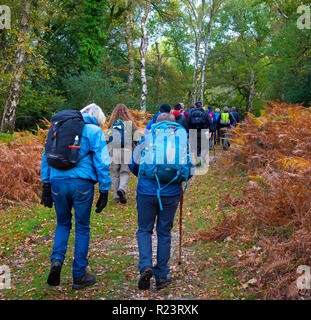 Gruppe von Wanderern eine geführte Wanderung im Herbst durch den New Forest National Park, Hampshire, UK, England Stockfoto