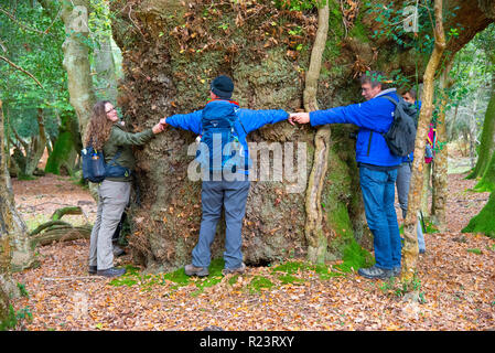 Gruppe von Wanderern Hug die Gritnam Eiche mit einem Umfang von 8 m. Es ist eines der größten alten Bäumen im New Forest National Park, Hampshire, UK, England Stockfoto