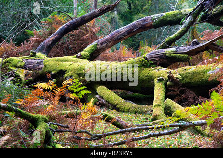 Alte Moos bedeckt Baum auf den Boden im New Forest National Park, Hampshire, UK, England gefallen Stockfoto