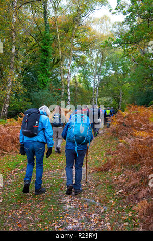 Gruppe von Wanderern eine geführte Wanderung im Herbst durch den New Forest National Park, Hampshire, UK, England Stockfoto