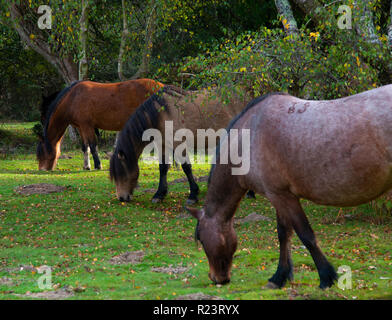 Drei New Forest Ponys grasen zusammen auf Woodland Clearing im New Forest National Park, Hampshire, UK, England Stockfoto