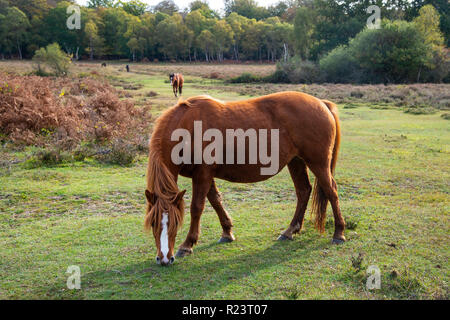 Chestnut New Forest Pony mit weißer Blesse die Beweidung von Heide im New Forest National Park, Hampshire, UK, England Stockfoto