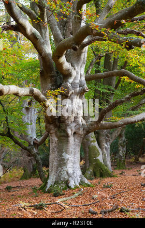 Statuesque alten Buche im frühen Herbst New Forest National Park, Hampshire, England, Großbritannien Stockfoto