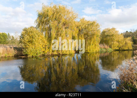 Trauerweide Bäume, Olea Europaea, am Ufer des Flusses Avon in Stratford-upon-Avon, Warwickshire Stockfoto