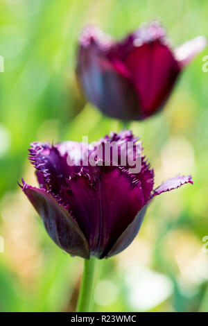 Schwarz dunkel Lila ausgefranst Tulip in der Natur - geringe Tiefenschärfe Stockfoto