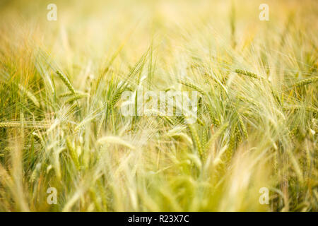 Bild von reifen Weizen ährchen Stockfoto