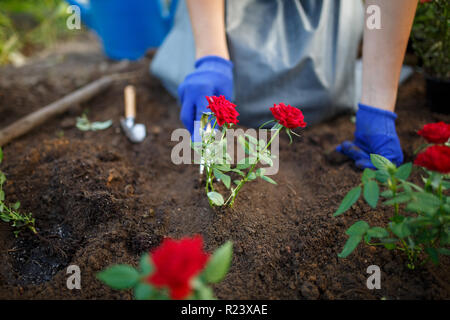 Foto junger Agrarwissenschaftler Frau in Gummi glovers Pflanzen rote Rosen im Garten Stockfoto